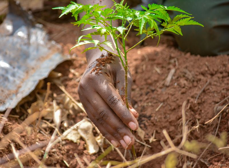 Tree Planting Campaign